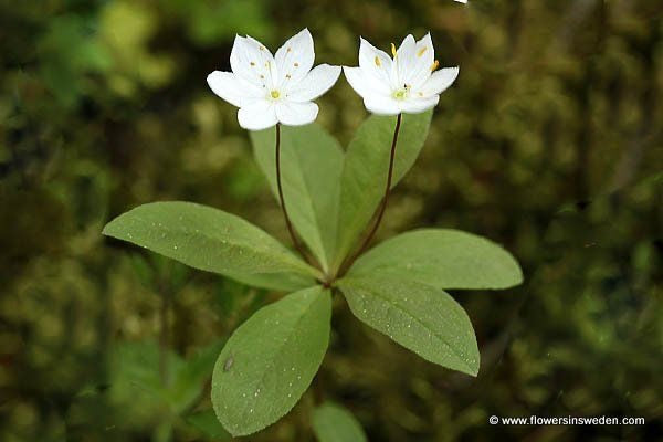 Photo of nordic flowers in natural setting